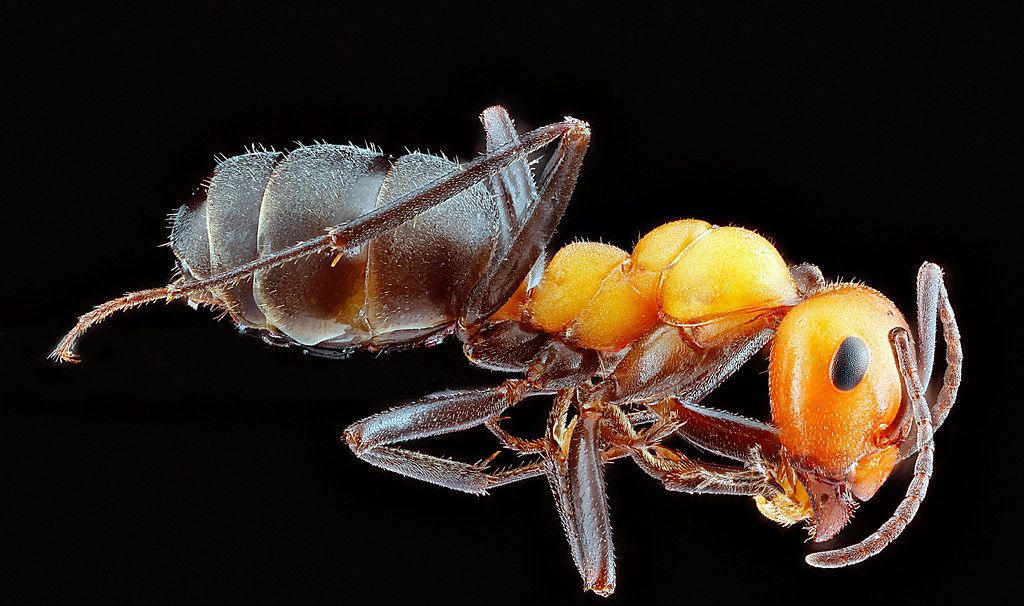 Ant Control service in Portland, ME