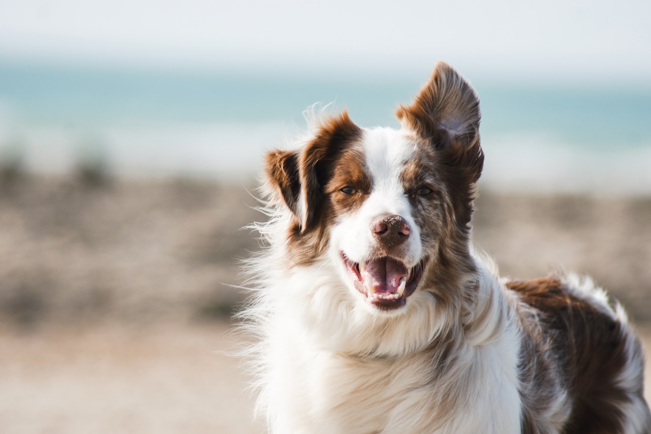 Flea & Tick Control service in Portland, ME