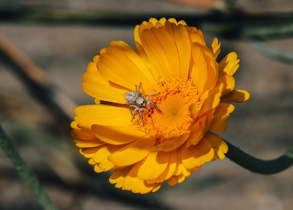 Spider Control service in Portland, ME
